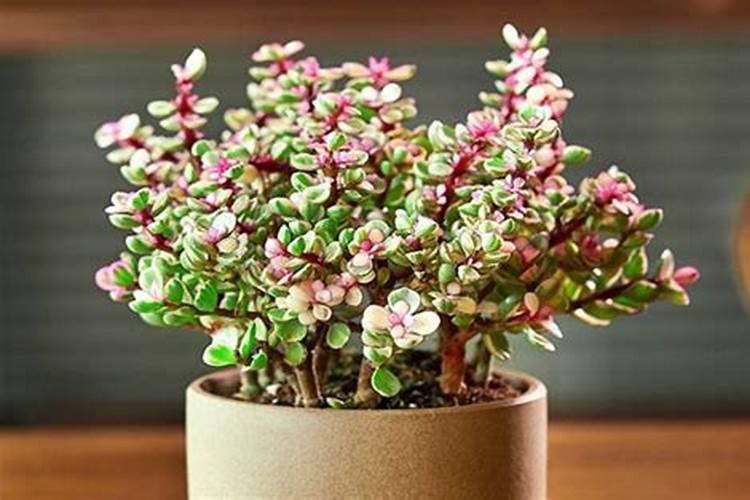 金玉满堂花施什么肥