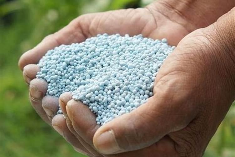 黄瓜施肥过多快死了如何救治