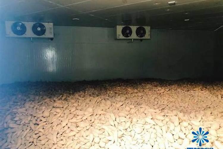 红薯冷库怎么储存方法