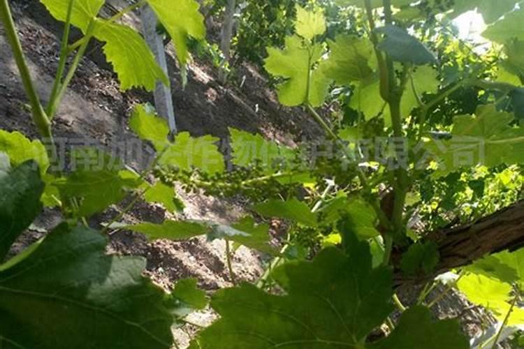 怎样对葡萄树的叶面施肥？