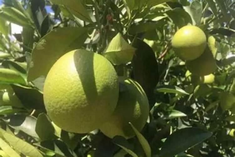 葡萄花前用什么肥