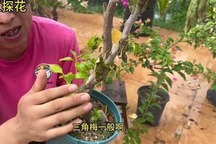 三角梅出现肥害该怎么处理