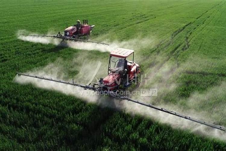 小麦什么时候施肥是最佳时期