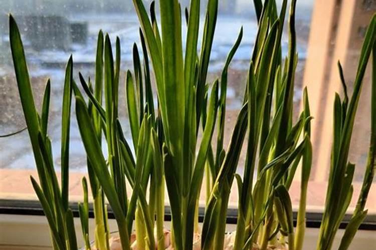 大蒜苗期用什么叶面肥