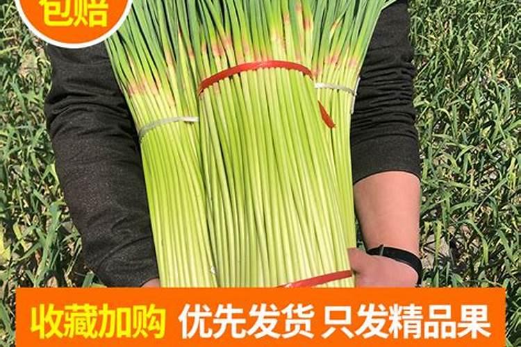 大蒜抽苔期追肥追什么化肥