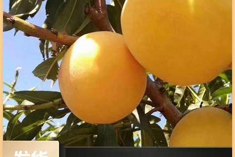 茶花育蕾期如何施肥浇水(山茶花有花苞时怎样施肥和管理)