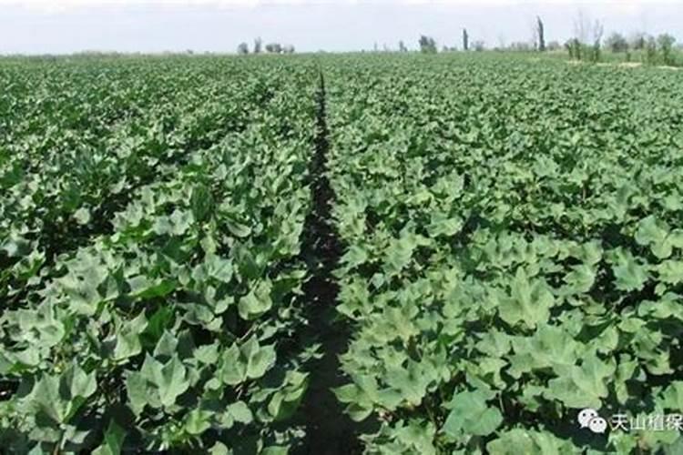 棉花过量施用氮肥怎么办 棉花过量施用氮肥的危害