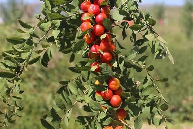 兔子粪发酵有机肥做花卉肥料可以么不会烧根吧