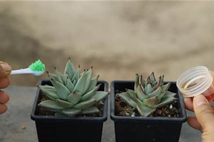 多肉口红和乌木的区别是什么？