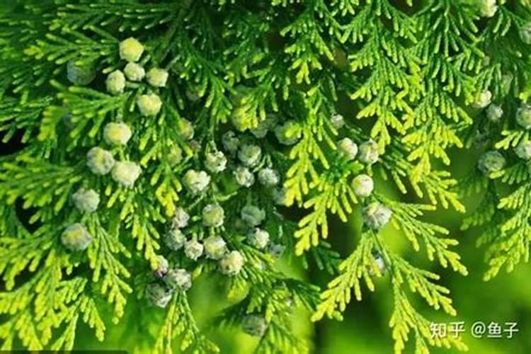 盆景枝条太长怎么处理(盆景枝条太长怎么处理好看)