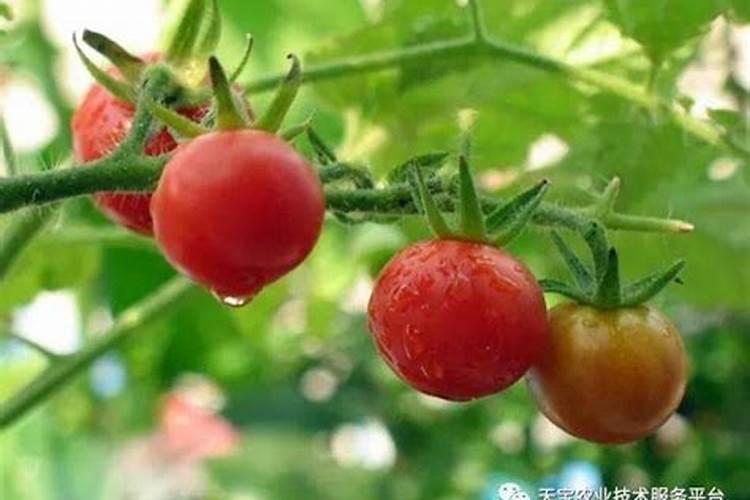 番茄最忌三种肥料 阳台种西红柿为什么开花不结果