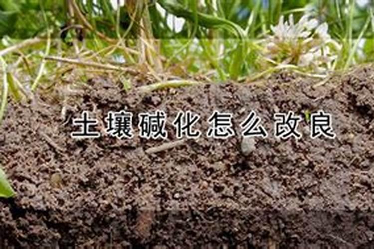 碱性土壤治理办法