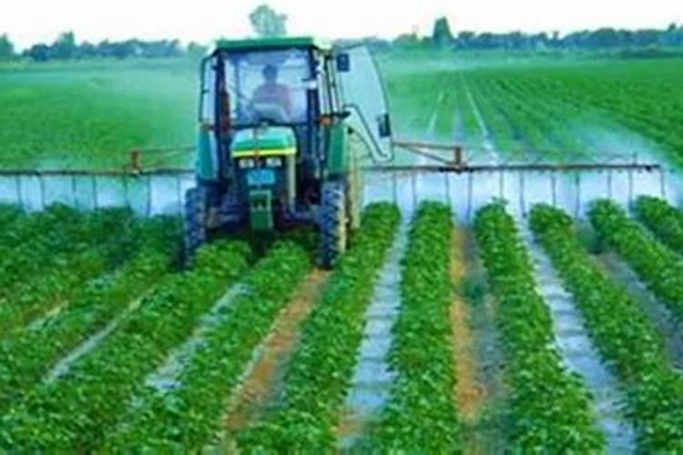 葡萄树越冬埋土时间与技术