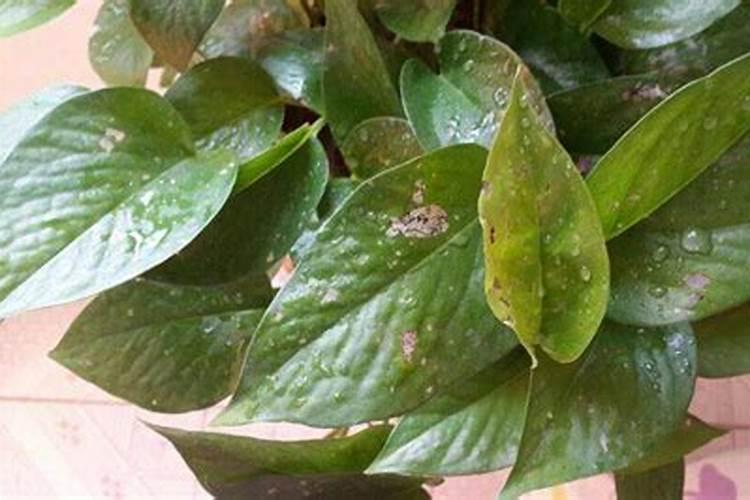 含腐植酸水溶肥树木怎么用