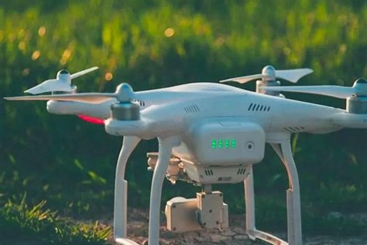 麦子怎么种植养护 麦子的种植养护方法