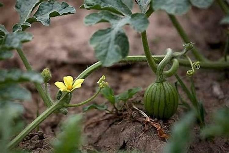 西瓜在雨季怎样管理办法
