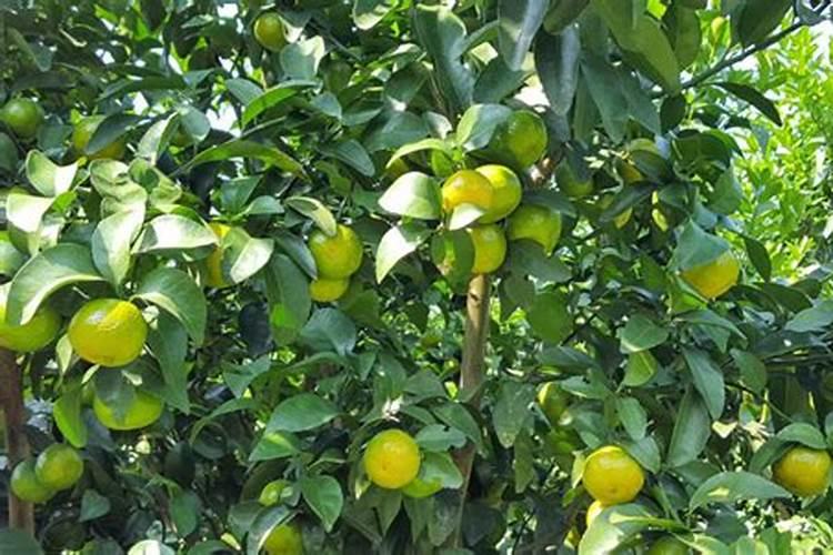 柑橘结果期用什么肥料产量高？柑橘挂果期用什么冲施肥好？