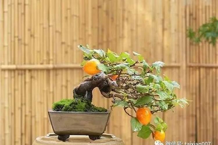 老鸦柿施肥菜籽饼能施吗？