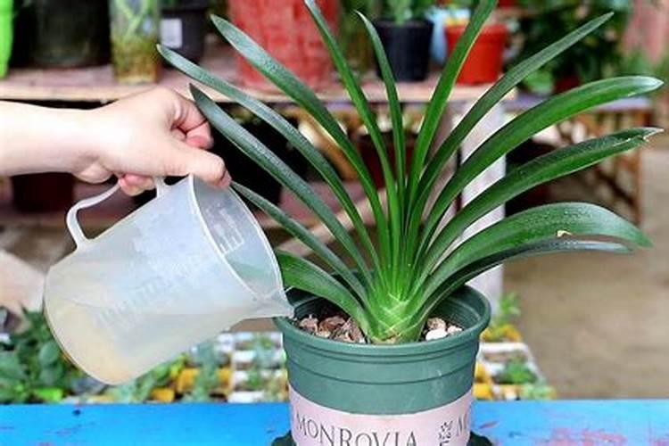 君子兰怎样浇水施肥