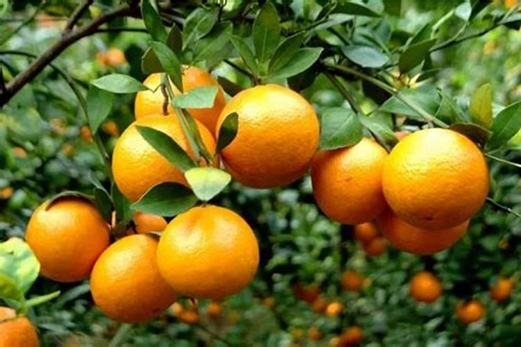 沃柑上色慢皮厚有什么好的办法解决？
