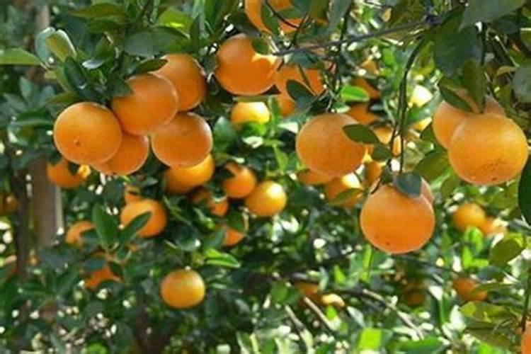 贡柑叶面喷三次钙下了一次钙肥烈果还很严重还有什么办法？