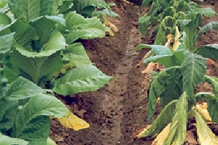 小麦打除草剂能加芸苔素吗