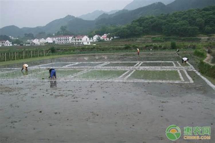 尿素打叶面肥一亩地用多少量