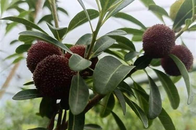 杨梅膨果期打什么叶面肥长的快？杨梅保花保果使用的肥料？