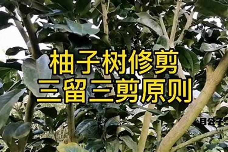 柚子树刚摘果,用不用肥料灌一下？