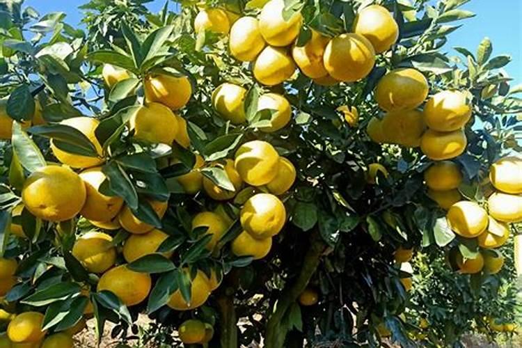 柚子树开花期间能打叶面肥吗？