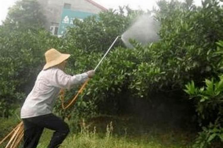 喷施叶面肥需要注意什么？
