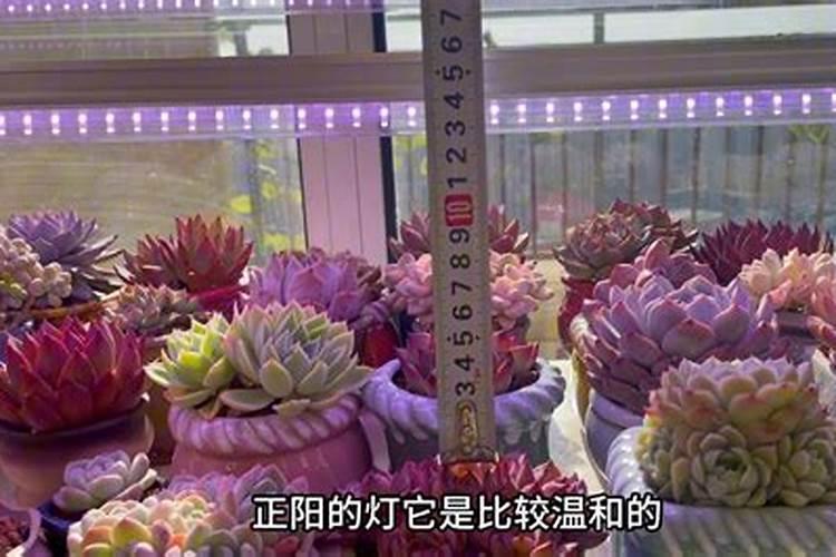 多肉上色肥料怎么用