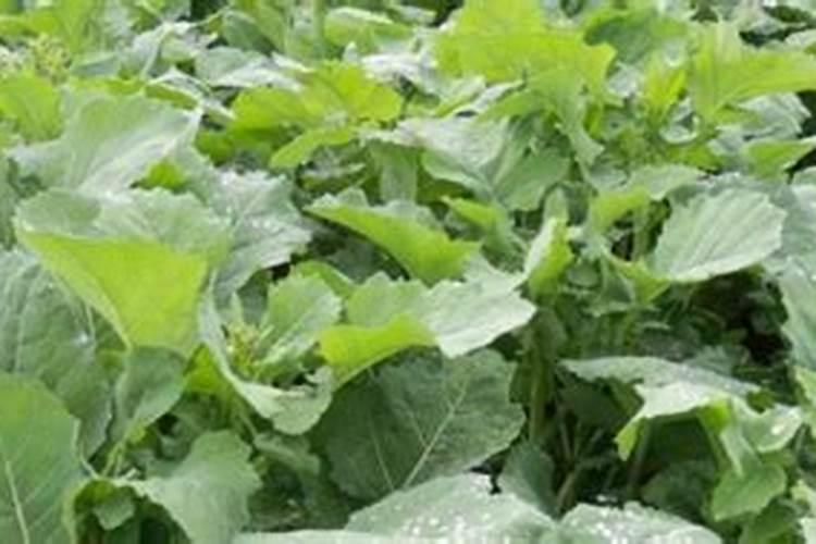 油菜什么时候施硼肥最好