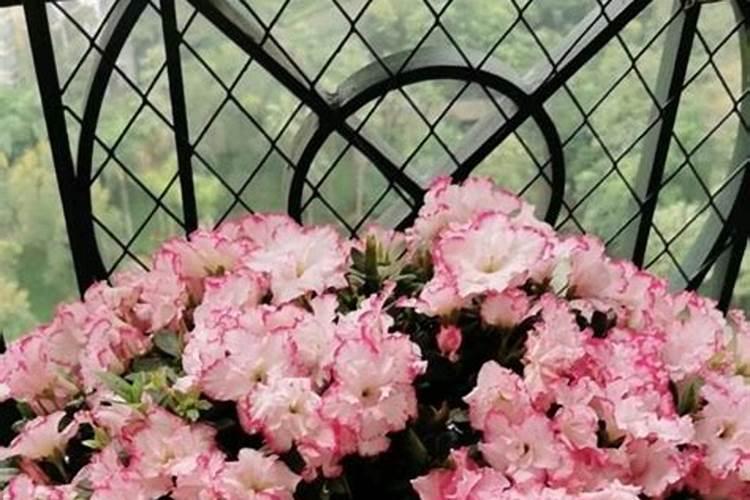 多肉植物用什么肥料比较好