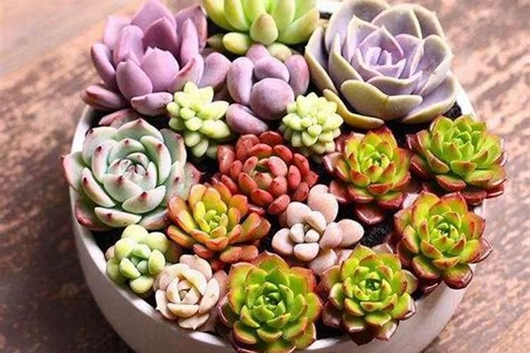 夏天可以给多肉施肥吗