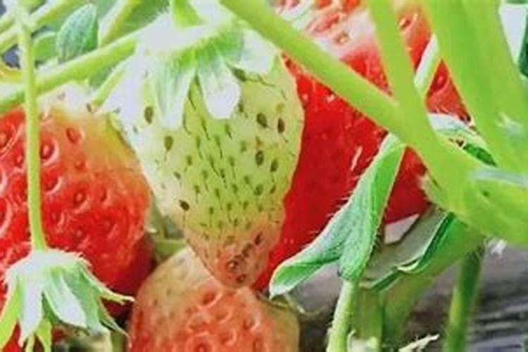 辣椒过量施用钾肥会烧叶吗？