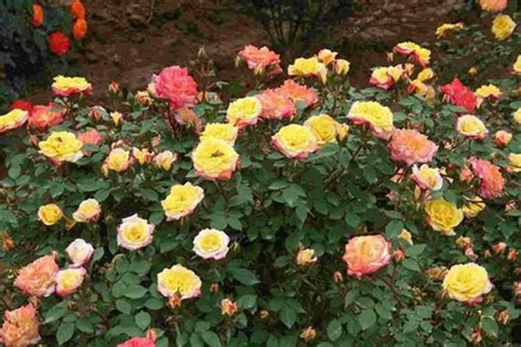 月季花用什么肥料最佳