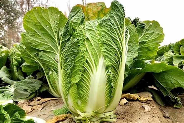 种植大白菜怎样施肥才产量高(种大白菜需要什么底肥)