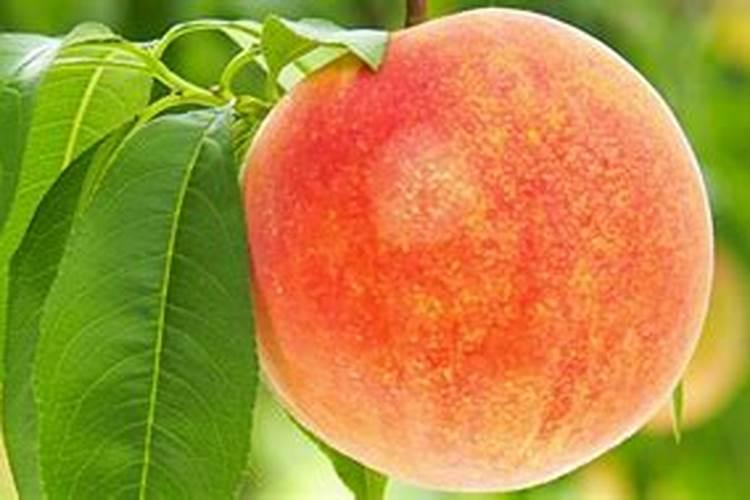 当年栽的果树能施肥吗 什么时候施肥好