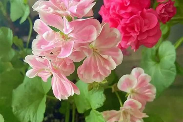 天竺葵用什么肥料最好 能用复合肥吗