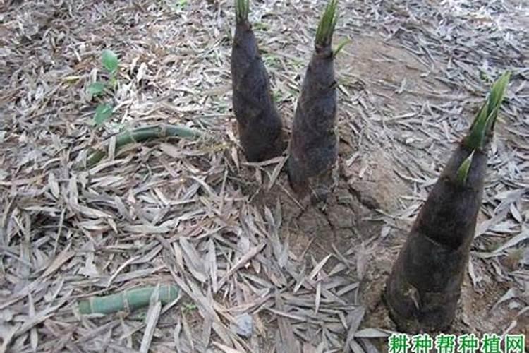 竹笋园施草木灰好吗？