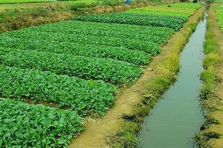 月季多久施一次肥