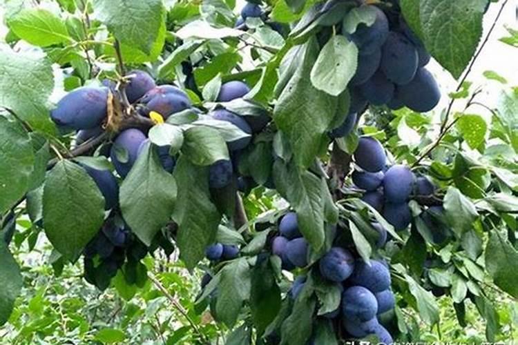 西梅种植方法注意事项 西梅如何种植