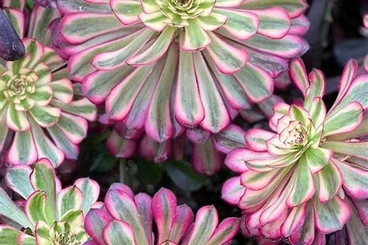 脂溢性皮炎缺乏什么维生素