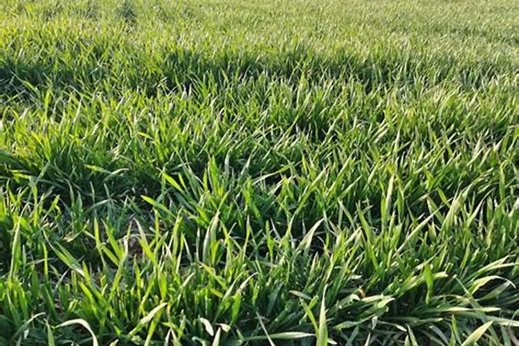 小麦返青期的田间管理要点总结 小麦种植注意事项