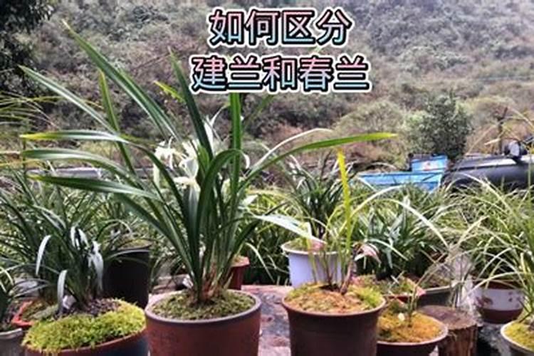 氮肥和复合肥可以一起用吗