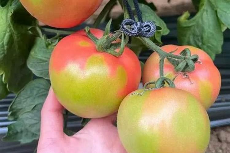 种植西红柿用钙肥红吗