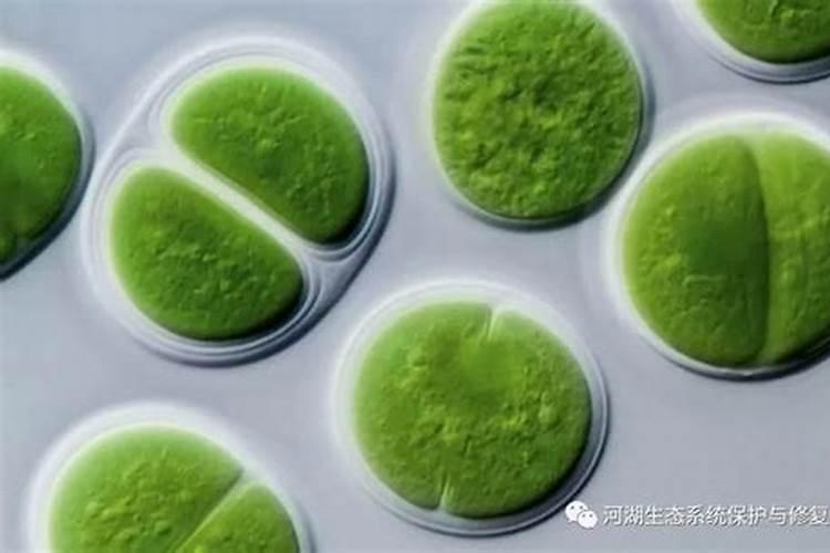 富贵竹施什么肥好