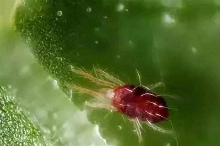 九杞叶大叶用什么叶面肥