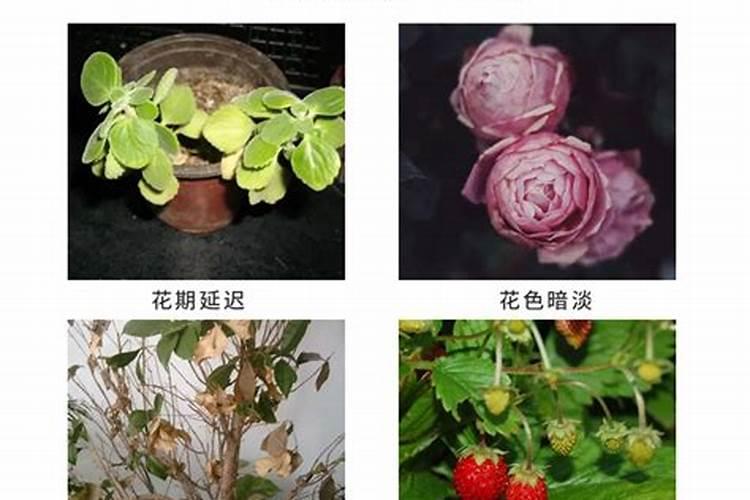 腐殖酸有哪几种